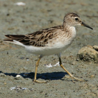 Long-toed Stint
